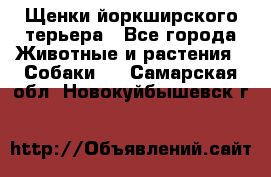 Щенки йоркширского терьера - Все города Животные и растения » Собаки   . Самарская обл.,Новокуйбышевск г.